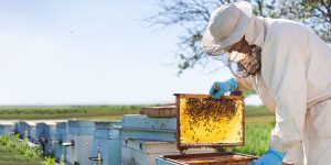 کاربرد ورق پی وی سی در ساخت کندو